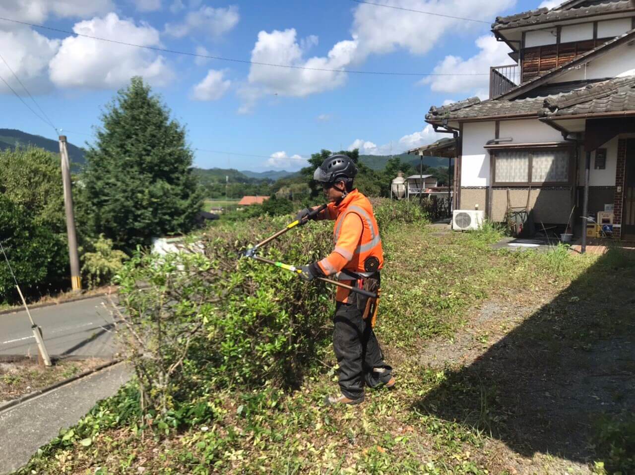 高さをチェーンソーで切り下げた生け垣。切り口の荒いものや高さ、形を整えるために最後は鋏で仕上げの作業を行っていきます。